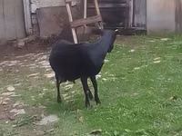 Goat, Goats — photo 3