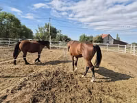 Hengst, Pferde — Foto 6