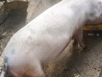 Schweine (Partie, Geschlecht nicht angegeben) — Foto 1