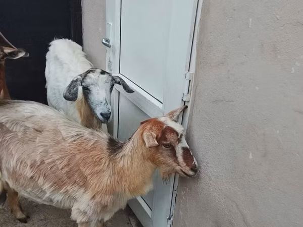Cabra, Cabras