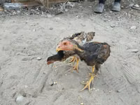 Chickens — photo 7