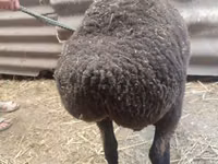 母羊, Saryarka sheep — 照片 3