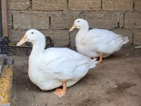 Ducks — الصورة 3