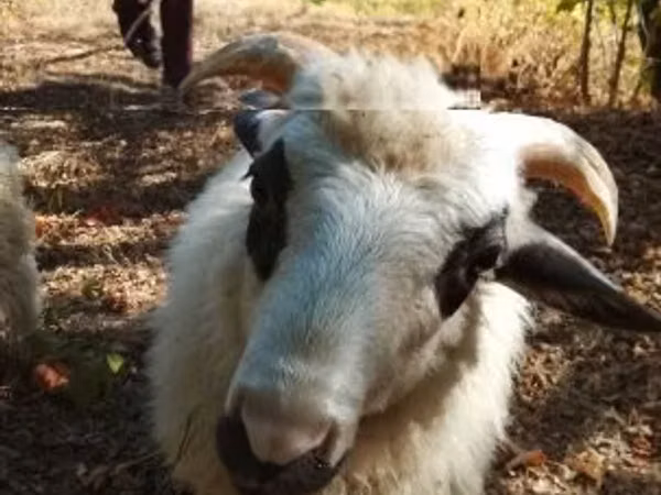 Ram, Racka sheep