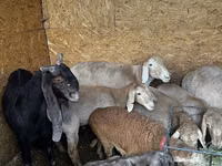Schaf, Arashan sheep — Foto 4