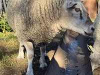 Carnero, Texel sheep — foto 1