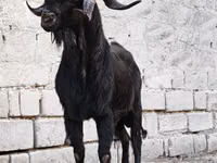 Billy Goat, Goats — photo 2