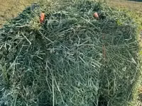 Lucerne/Alfalfa Hay — الصورة 2