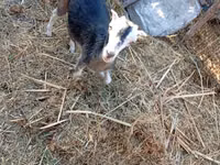 Cabra, LaMancha goats — foto 5