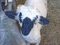 公羊, Valais Blacknose sheep — 照片 1
