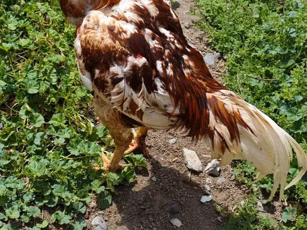 Chickens