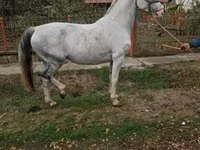 घोड़ी, Hungarian horse breed — फ़ोटो 2