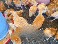 Chickens — photo 2