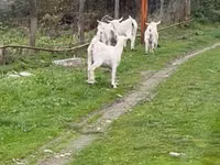 عنزة, Saanen goat — الصورة 2