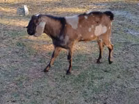 公山羊, Nubian Goat — 照片 3