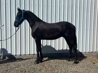 Caballo, Friesian — foto 4