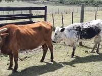 Cow, Nguni cattle — photo 3