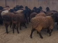 Ram, Sheep — photo 3