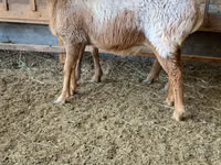 Schaf, Arashan sheep — Foto 5