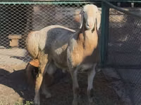 كبش, Arashan sheep — الصورة 2