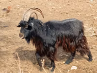 Cabras (lote, sexo no especificado), Cabras — foto 1