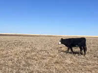 Cow, Auliekol breed — photo 8