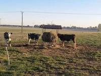 Vaca, Russian Black pied cattle — foto 1