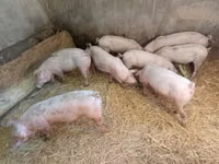 Sow, Pigs — photo 5
