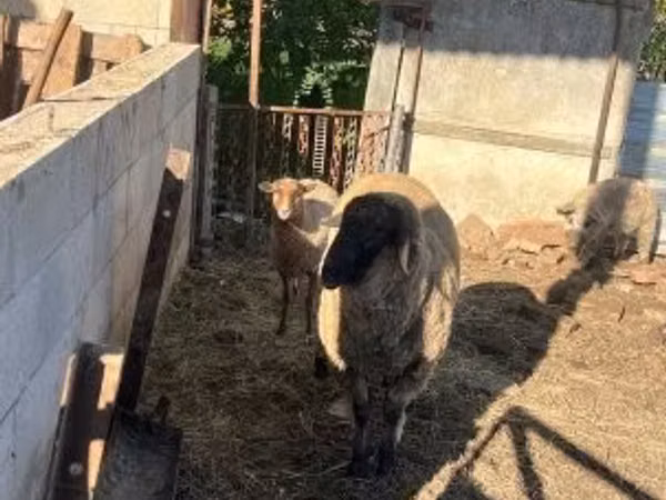 Ovejas (lote, sexo no especificado), Cameroon sheep