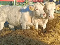 Kuh, Charolais cattle — Foto 1
