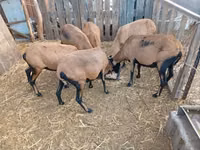 Oveja, Cameroon sheep — foto 3