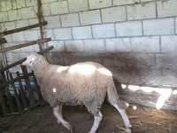 كبش, Lacaune sheep — الصورة 4