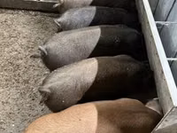Pigs (batch, sex not specified) — photo 7