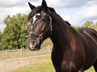 Hengst, Percheron — Foto 4