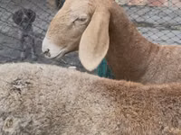 Schaf, Arashan sheep — Foto 5