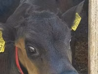 Bovinos (lote, sexo no especificado), Russian Black pied cattle — foto 2