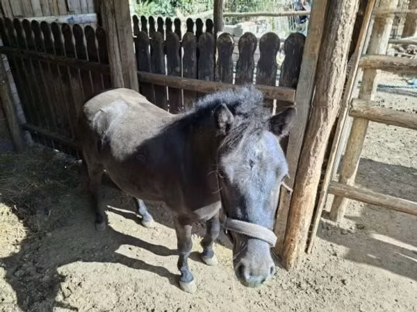 Caballo, Caballos
