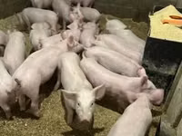 Pigs (batch, sex not specified) — photo 5