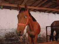 Caballo, Manipuri pony — foto 6