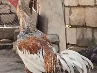 Czech Gold Brindled Hen — photo 2