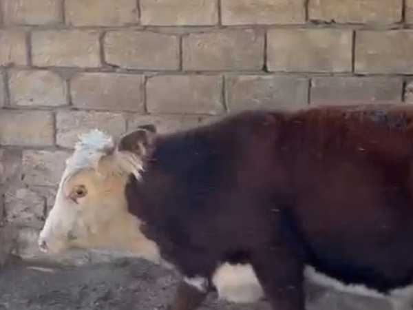 Cow, Hereford