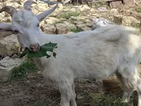Cabras (lote, sexo no especificado), Saanen goat — foto 1