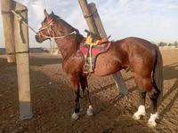 Horse (M), Kustanai horse — photo 4