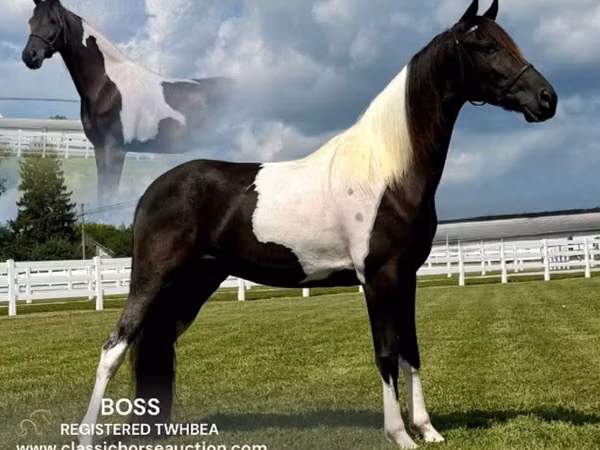 घोड़ा, Tennessee Walking Horse