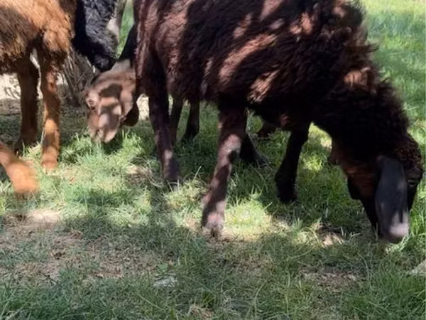 Oveja, Ovejas
