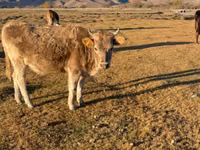Vaca, Latvian Blue cattle — foto 1