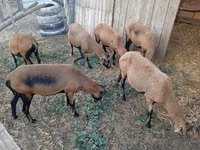 Oveja, Cameroon sheep — foto 1