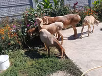 母羊, Arashan sheep — 照片 2