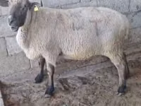 كبش, Hampshire sheep — الصورة 3