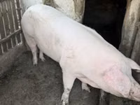 मादा सूअर — फ़ोटो 7